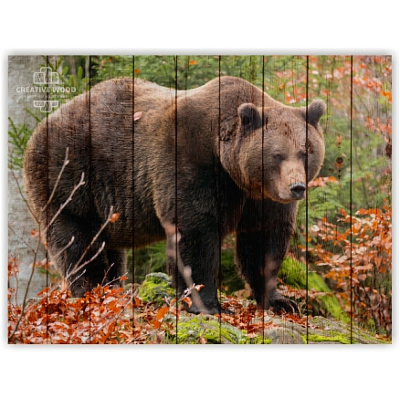 Картины ZOO - 32 Медведь в лесу, ZOO, Creative Wood Картины ZOO - 32 Медведь в лесу, ZOO, Creative Wood